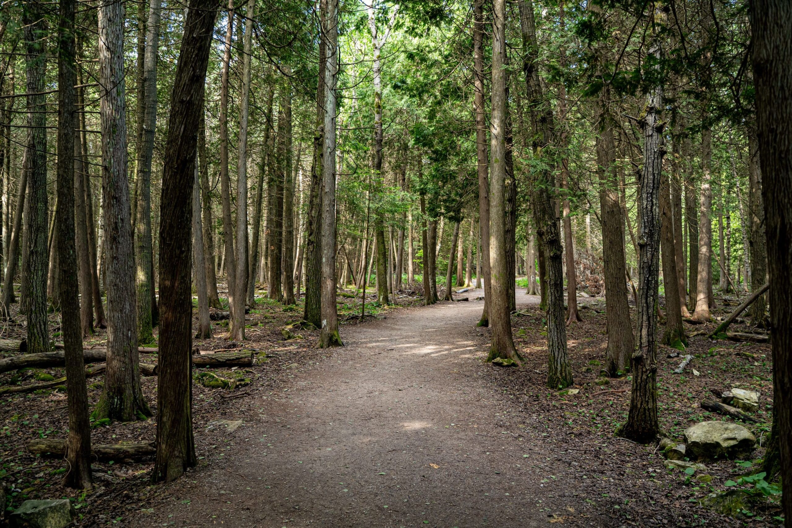 View of hiking trail at Bruce Peninsula National Park in Tobermory. Dense forest lining the trail.